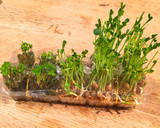 和美食　卵パックで水耕栽培　豆苗•三つ葉作り方5写真