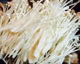 豆腐のキノコあんかけ作り方8写真