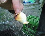 カリットロ！焼きマシュマロ作り方2写真