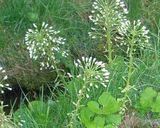 ふきのとうの茎de甘辛煮作り方1写真