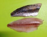 簡単！アジの南蛮漬け作り方1写真
