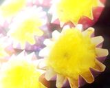 簡単☆スイートポテト作り方7写真