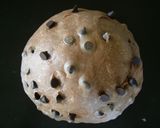 とてもふんわり☆ココアとチョコチップパン作り方15写真