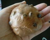 とてもふんわり☆ココアとチョコチップパン作り方19写真
