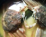 かに飯作り方1写真