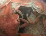 かに飯作り方3写真