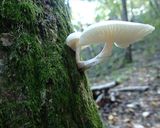 ヌメリツバタケの大根おろし和えと保存方法作り方1写真