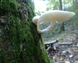 ヌメリツバタケの大根おろし和えと保存方法作り方1写真