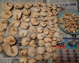 ヌメリツバタケの大根おろし和えと保存方法作り方2写真