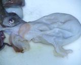 タコの茹で方作り方1写真