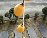 あっという間の干し柿作り♪作り方3写真