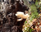 天然ブナシメジと椎茸のお吸い物作り方1写真