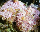 本格派なのに簡単材料☆キーマカレー☆作り方3写真