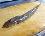 【釣食】エソの唐揚げ作り方2写真