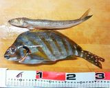 【釣食】エソの唐揚げ作り方1写真