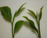 手作り☆緑茶　　電子レンジでお茶作り作り方1写真