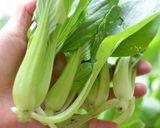 香港　中国野菜を茹でた1皿作り方9写真