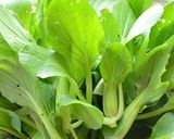 香港　中国野菜を茹でた1皿作り方10写真