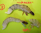 海老フライ（下処理仕方）（お弁当用も有）作り方3写真