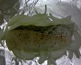たらのマヨ味噌のホイル焼き作り方3写真