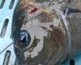 寒メジナの刺身作り方1写真