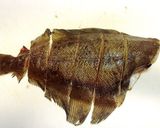 かれいやヒラメの煮付け作り方1写真
