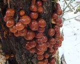 なめこ他3種キノコと大根、山芋の味噌汁作り方1写真