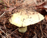 なめこ他3種キノコと大根、山芋の味噌汁作り方3写真