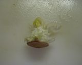 超気持ちイイ✰ レタスの芯のとり方♪作り方3写真