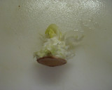 超気持ちイイ✰　　レタスの芯のとり方♪作り方3写真