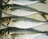 ご飯が進む！お酒も進む！鯵のなめろう作り方1写真