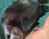 ヒゲソリダイの蒸し煮作り方1写真