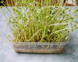 簡単！豆苗と豆腐のサラダ作り方1写真