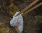 鶏の生姜焼作り方15写真