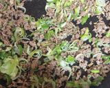素材からつくる麻婆豆腐作り方1写真