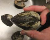 ホッキ貝（北寄貝）の炙り刺し作り方2写真