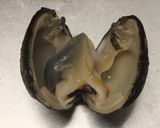 ホッキ貝（北寄貝）の炙り刺し作り方3写真