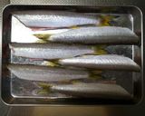 あかカマスの塩焼き、おろし、カボス添え作り方3写真