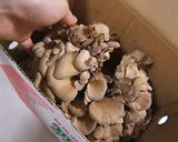 舞茸とキャベツの卵とじ丼作り方1写真