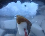 農家の生芋こんにゃく作り方1写真