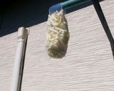 大根の皮をネットに入れて干してみた！？作り方2写真