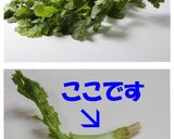 大根と鶏肉の香菜(パクチー)スープ作り方2写真