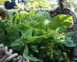 農園ウラワザ伝授♪菜の花ワサマヨあえ作り方1写真