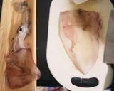 【刺身】いかそうめん（イカの捌き方）作り方5写真