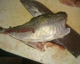 魚の捌き方(三枚おろし)作り方10写真