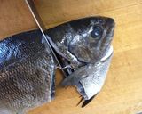 【釣食】イズスミのタキタキ作り方4写真