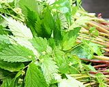 山菜料理「みずぶき」作り方1写真