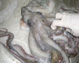義母から嫁へ~ たこの茹で方作り方1写真