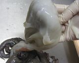義母から嫁へ~ たこの茹で方作り方2写真