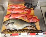 【釣食】オジサンのカルパッチョ作り方1写真